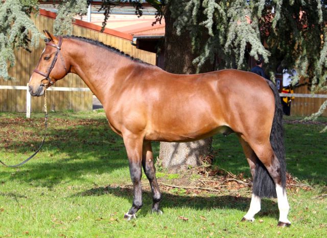 Ugo des clas : ugo des clas - pfs - 2008 - bai - 150cm