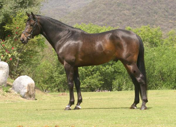Quintus la silla : saillie quintus ls la silla