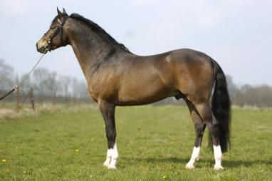 Furzley fox trot : furzley fox trot