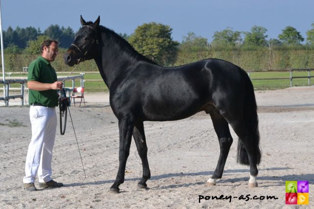 Joystick des marronniers (bel) : joystick des marronniers (bel)