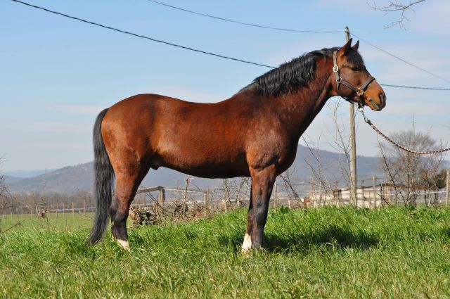 Willoway montmain gold ch : willoway montmain gold ch