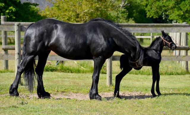 centre insémination - poulinage