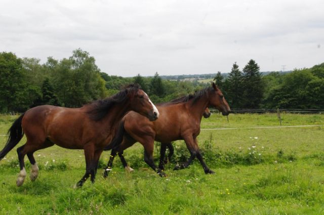 Association fiers à cheval