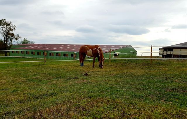 Elevage  / pension /paddocks