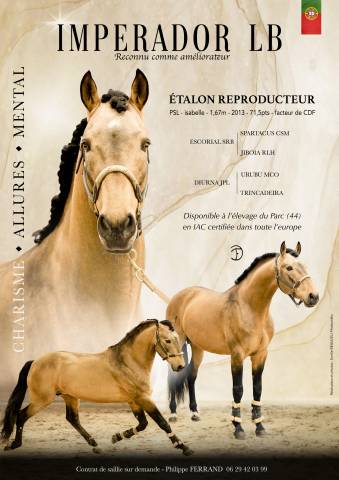 Imperador  : imperador etalon lusitanien isabelle
