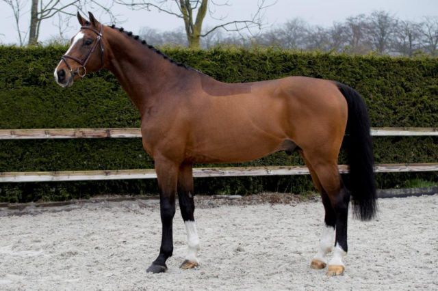Cooper van de heffinck : cooper van de heffinck - holst - bai - 168cm