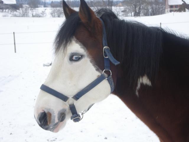 Wash bar leo : saillies de wash bar leo, paint horse pleins papiers