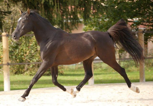 O'bajan nabil p : saillie etalon arabe shagya