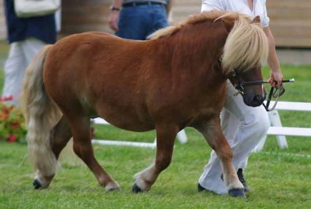 Reicha l'empereur : saillie poney shetland agrée