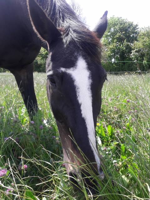Pension chevaux pré/box en pleine campagne, au calme 