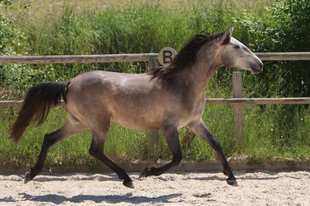 Vends poulains et pouliches pre et psl
