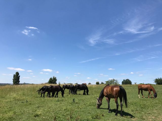 Pension chevaux toulouse