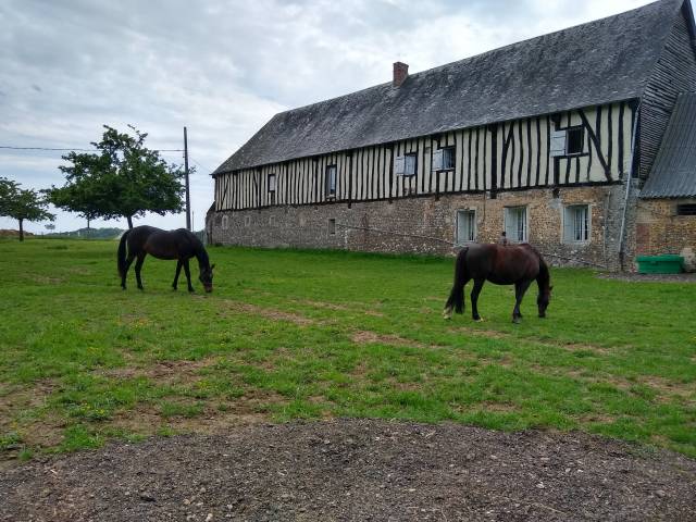 Maison de retraite chevaux/poneys- earl de roncherolles