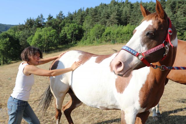 Shiatsu équin en rhône alpes