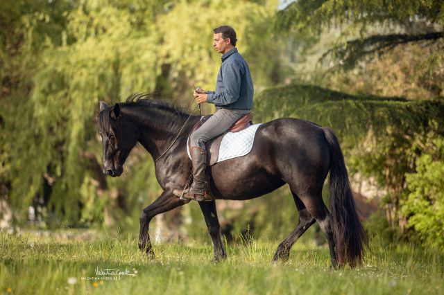 Alegria relation de complicité - équitation éthologique