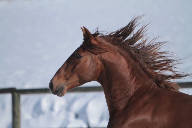 Guapo de la combe : magnifique étalon pure race espagnole alezan cuivré 