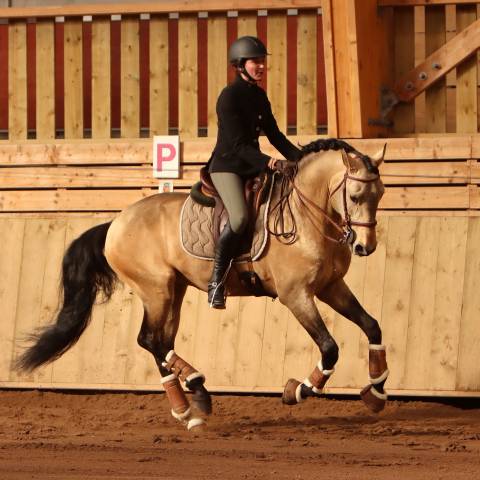 Magistral de la combe : saillie étalon pur sang lusitanien isabelle