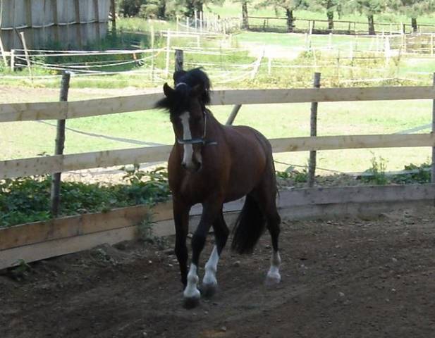 Song de bel air : song de bel air , etalon new forest