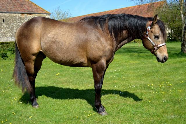 Wimpys okie pine : etalon quarter horse fondation wimpys little step !