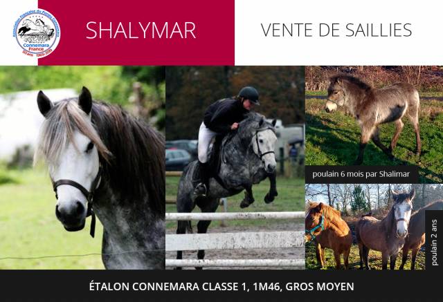 Shalymar : shalymar - etalon connemara classe 1, 1m46, gros moyen