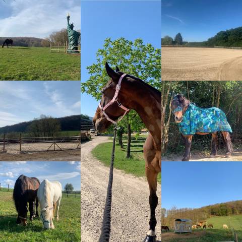 Pension chevaux - ecurie de la liberté (25)