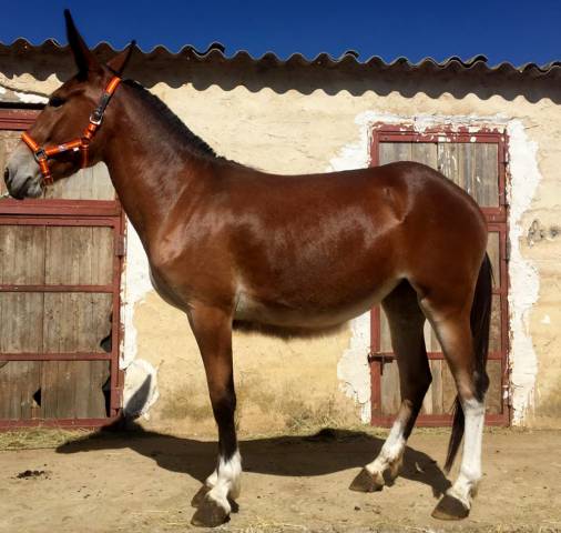 Mules de qualité à partir de 4000€