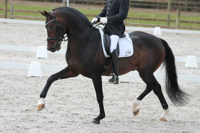 Coraggio vh bloemenhof : etalon dressage eprouvé a vendre!! for sale!