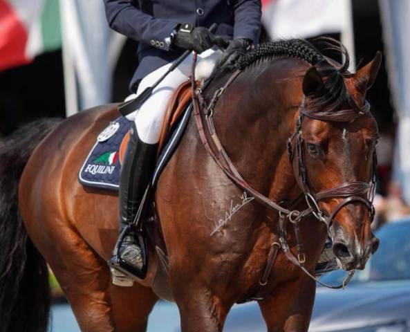 Balou du reventon : balou du reventon - os - 2006 - 169cm