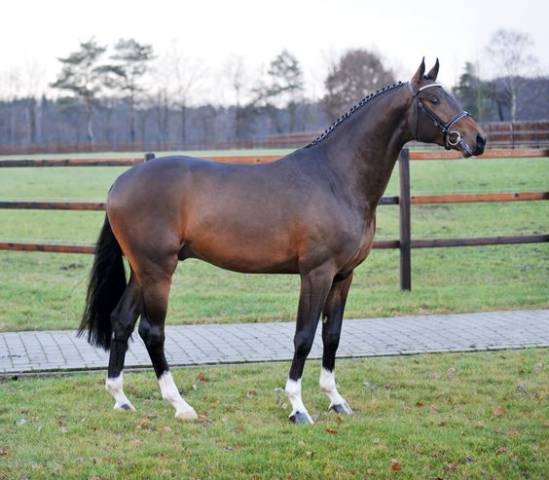 Don diarado : don diarado - 2009 - bai - 1m70 - rhein