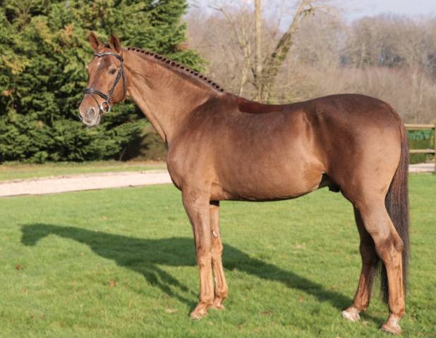 Gastronom de hus : gastronom de hus - 1999 - alezan - 1m71 - zang