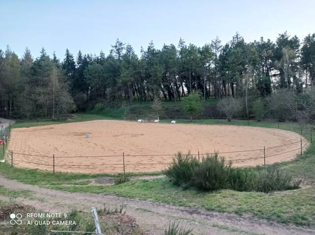 Pension chevaux et poneys - vip des prairies (72)