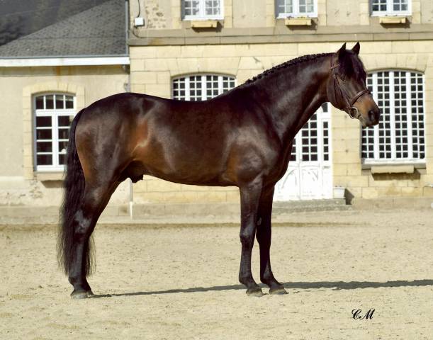 Priory firelight ii : étalon new forest exeptionel