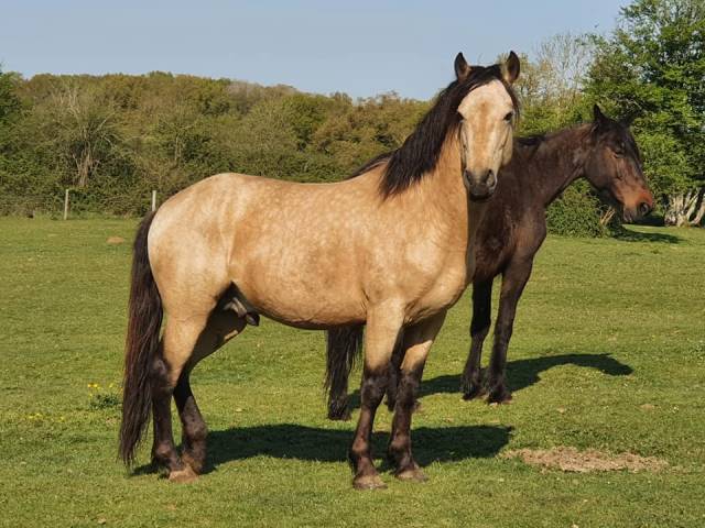 Euchorthypus d'arquetan : euchorthipus d'arquetan etalon new forest