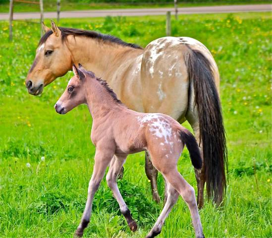 Bogieplated jac : bogieplated jac etalon appaloosa reining