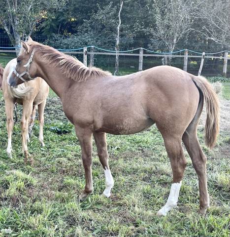 Cb bogies lovely heart pouliche appaloosa red dun 2021