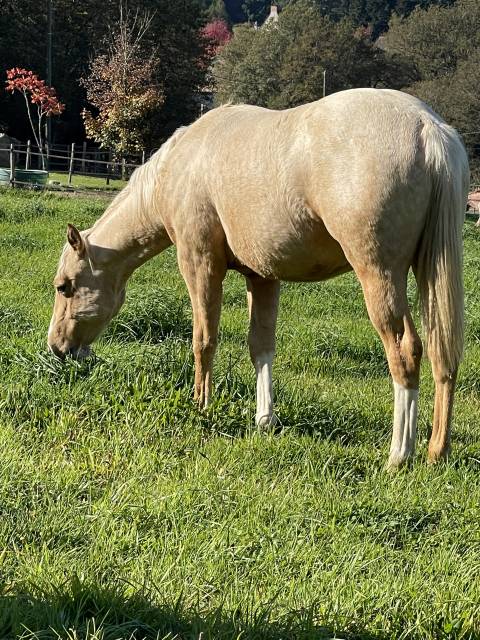 Cb bogies miracle gun  2 ans  appaloosa trés quarterisé
