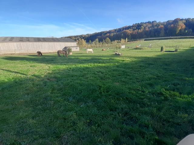 Pension cheval/poney/vacances à 5 kms d'aumale