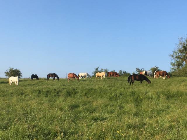 Les écuries de soetrich - pension chevaux (57)