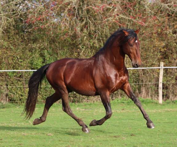 Amadeo de ruyer : etalon lusitanien 