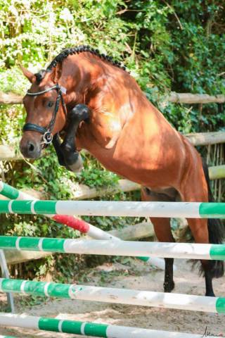 Jumbo des etoiles : saillie iac 2024 - jumbo des etoiles - etalon nf