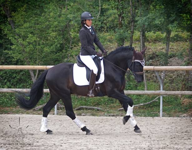 Hiréo de merlande : hiréo de merlande, pre pp apto, noir pearl 