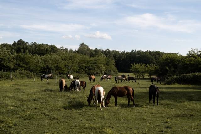 American azteca horse