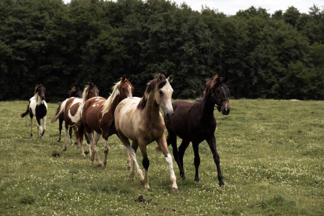 American azteca horse