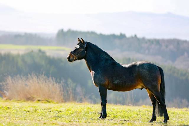 Guerlayn de bedou  : saillie étalon new forest rouan
