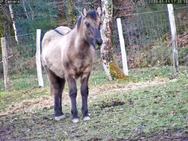 Pension chevaux haute vienne