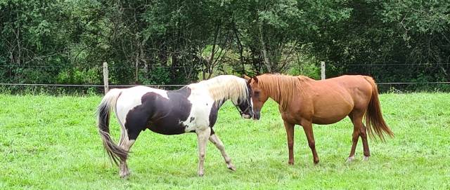 Pension familiales chevaux - ecurie de rêve (23)