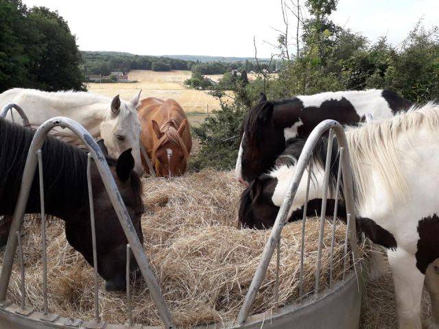 91/ pension paddock box, 100% pré proche milly la forêt