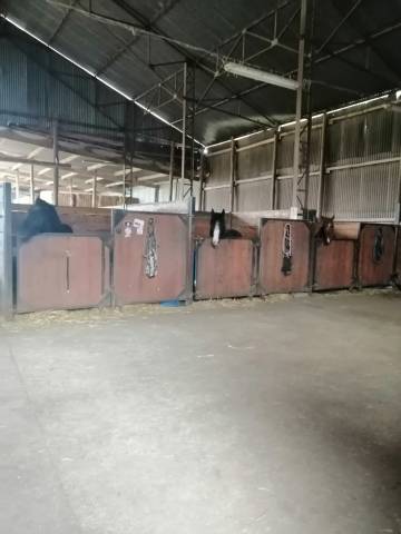 Pension chevaux ecurie la bohême 