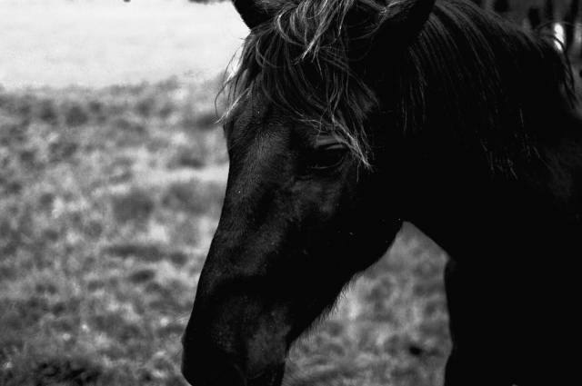 Hideal, pre minorquin, 6 ans.