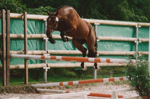 Najisco d'haryns  : etalon pfs najisco d'haryns 